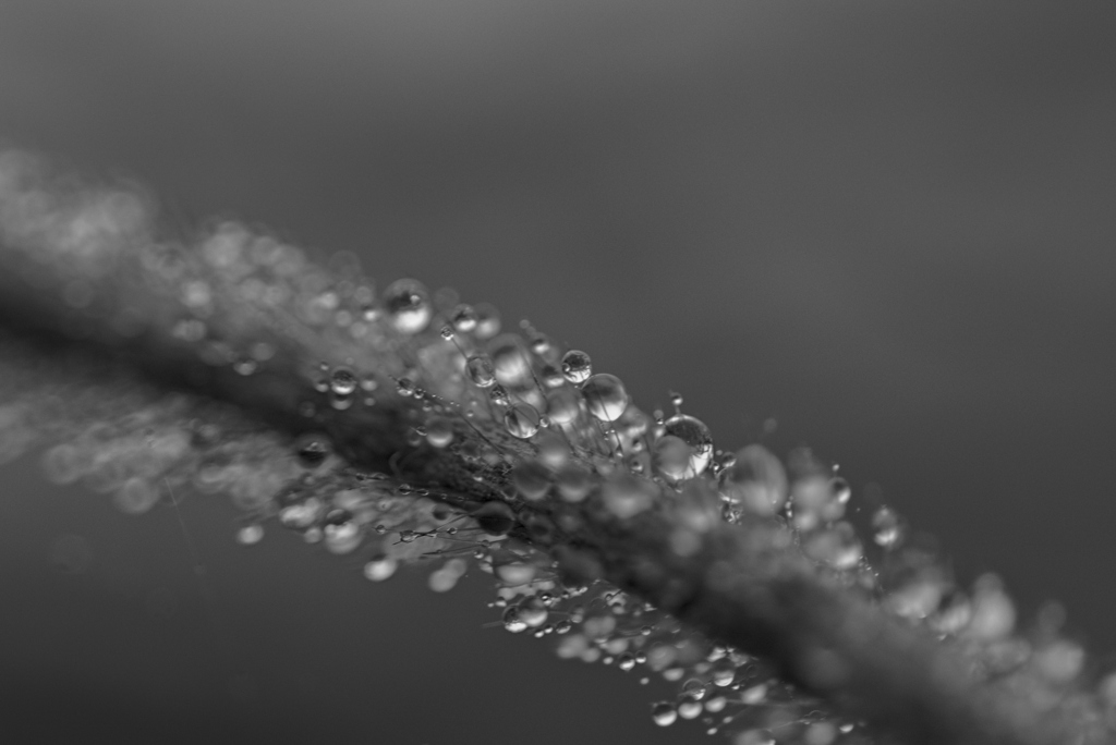 雨上がり