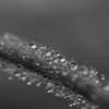 雨上がり
