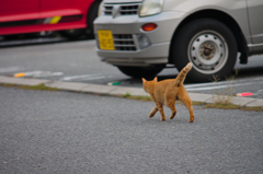 吾輩は猫である、ニャー # 639