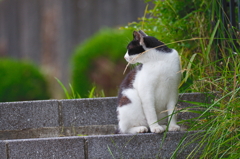 吾輩は猫である、ニャー # 758