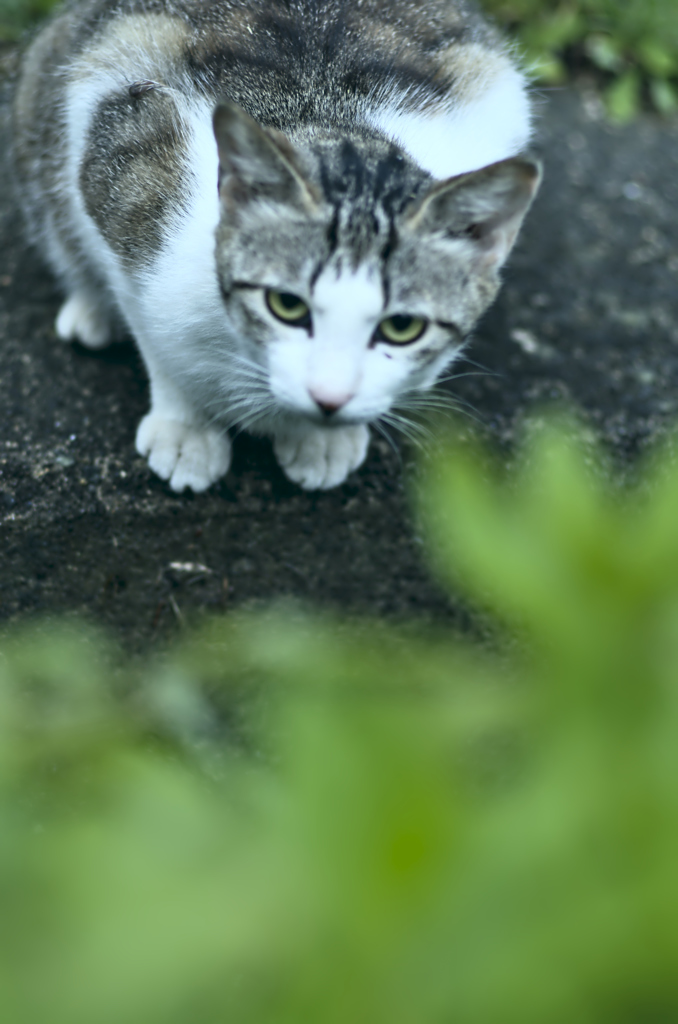 吾輩は猫である、ニャー # 255