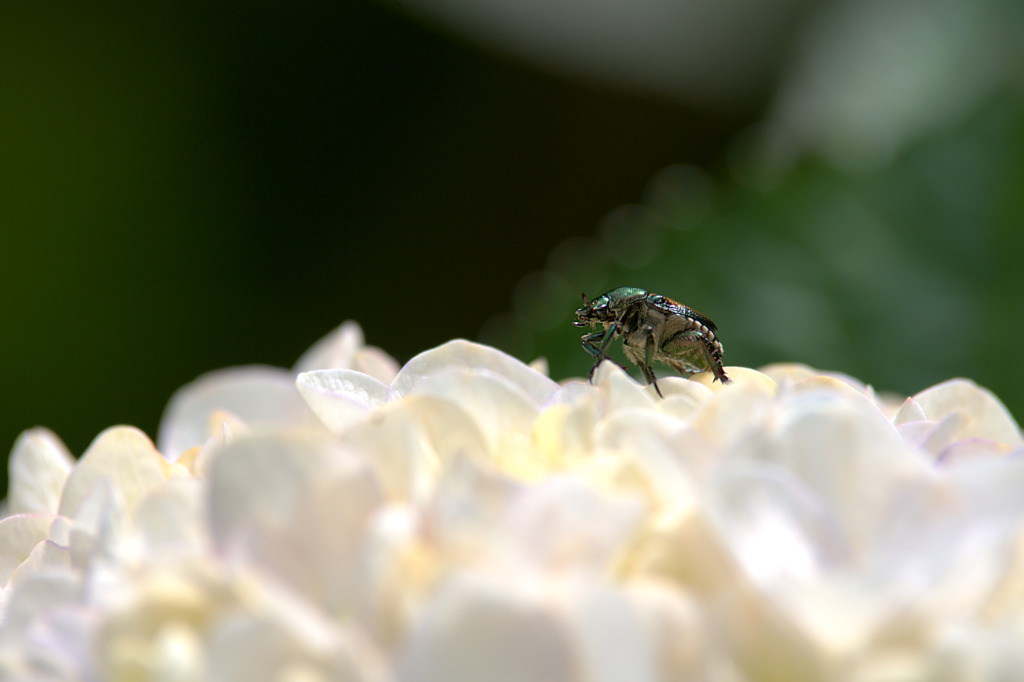 紫陽花ウォーク