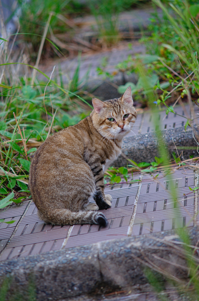 吾輩は猫である、ニャー # 646