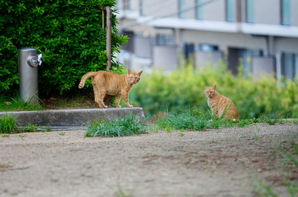 吾輩は猫である、ニャー # 411