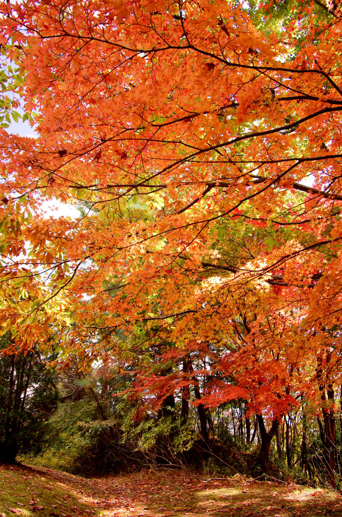 紅葉’１２　③