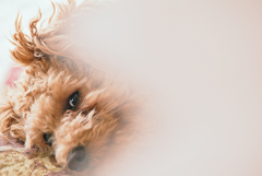 my pretty dog Ⅱ # 244