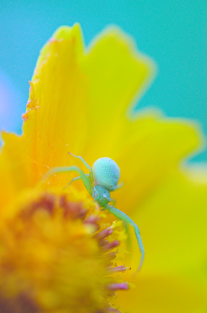ハナグモ