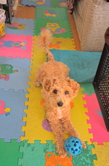 my pretty dog Ⅱ # 167