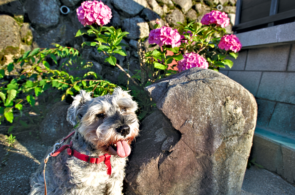my pretty dog # 261