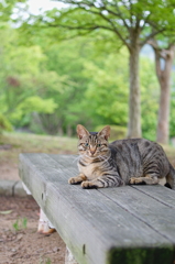 吾輩は猫である、ニャー # 778