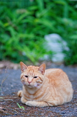 吾輩は猫である、ニャー # 790