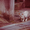 吾輩は猫である、ニャー # 1079