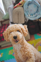 my pretty dog Ⅱ # 74