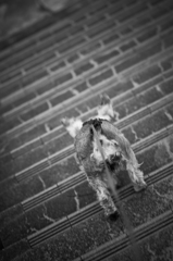 my pretty dog # 51