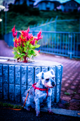 my pretty dog # 27