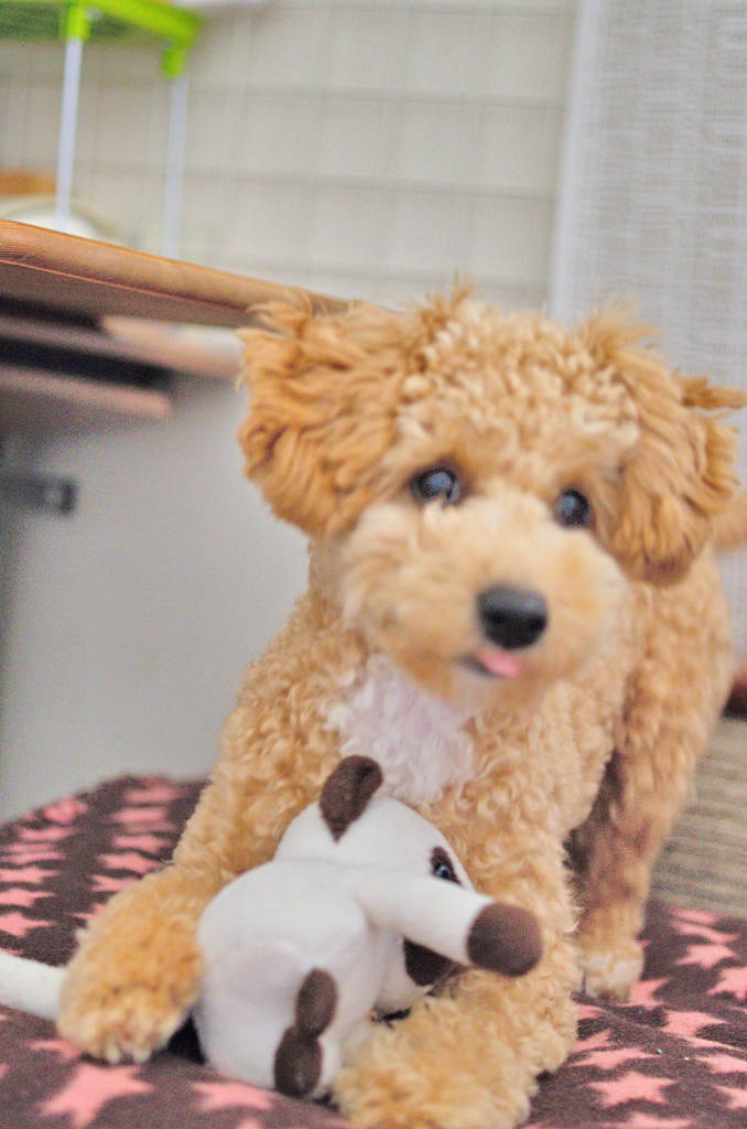 my pretty dog Ⅱ # 48