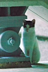 吾輩は猫である、ニャー # 528