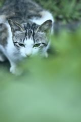 吾輩は猫である、ニャー # 256