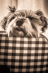 my pretty dog # 126