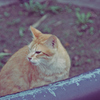 吾輩は猫である、ニャー # 1111