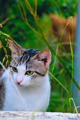 吾輩は猫である、ニャー # 337