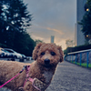 my pretty dog Ⅱ # 367