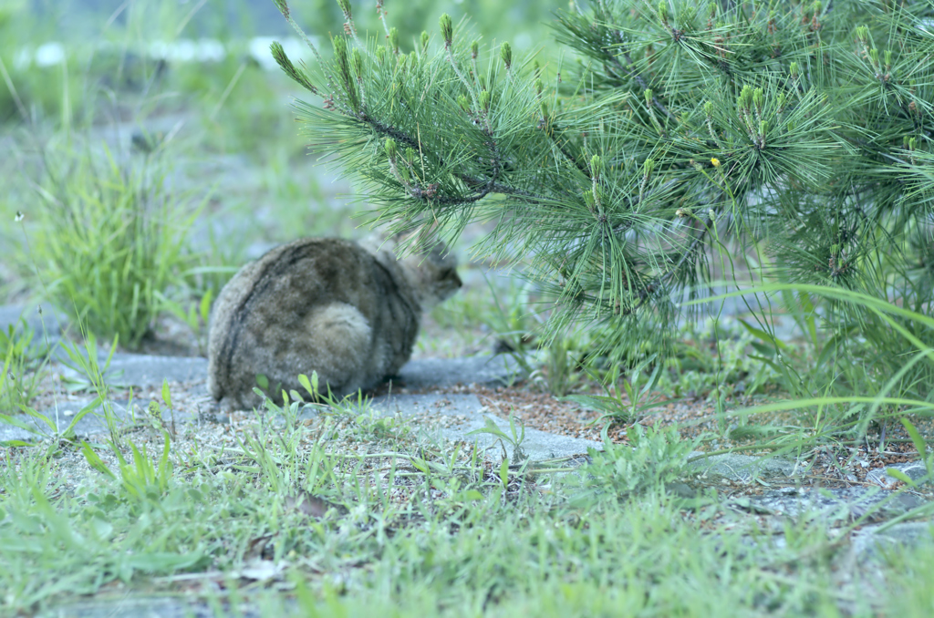 吾輩は猫である、ニャー # 223