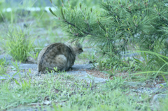 吾輩は猫である、ニャー # 223