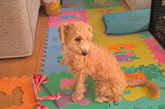 my pretty dog Ⅱ # 166
