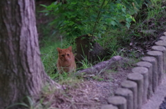 子猫