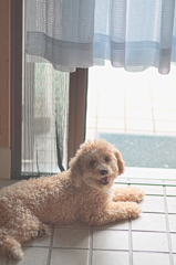 my pretty dog Ⅱ # 123