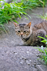 吾輩は猫である、ニャー # 297