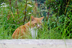 吾輩は猫である、ニャー # 329