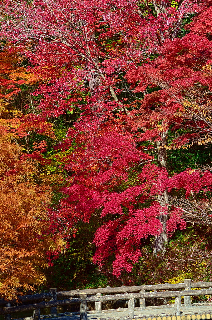 紅葉三昧 '2019