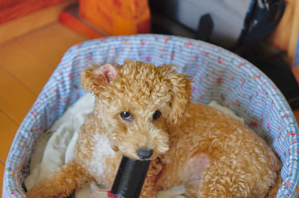 my pretty dog Ⅱ # 47