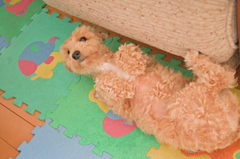 my pretty dog Ⅱ # 191