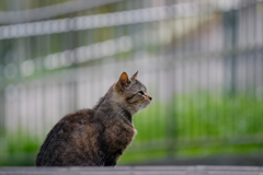吾輩は猫である、ニャー # 100