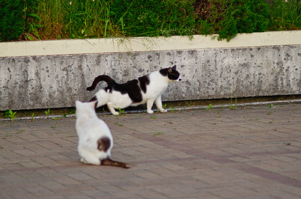 吾輩は猫である、ニャー # 695