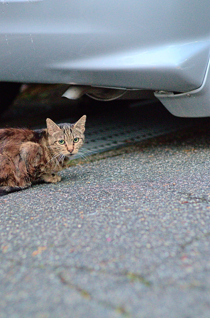 吾輩は猫である、ニャー # 844