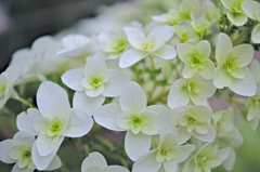 カシワバアジサイ