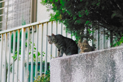 吾輩は猫である、ニャー # 488