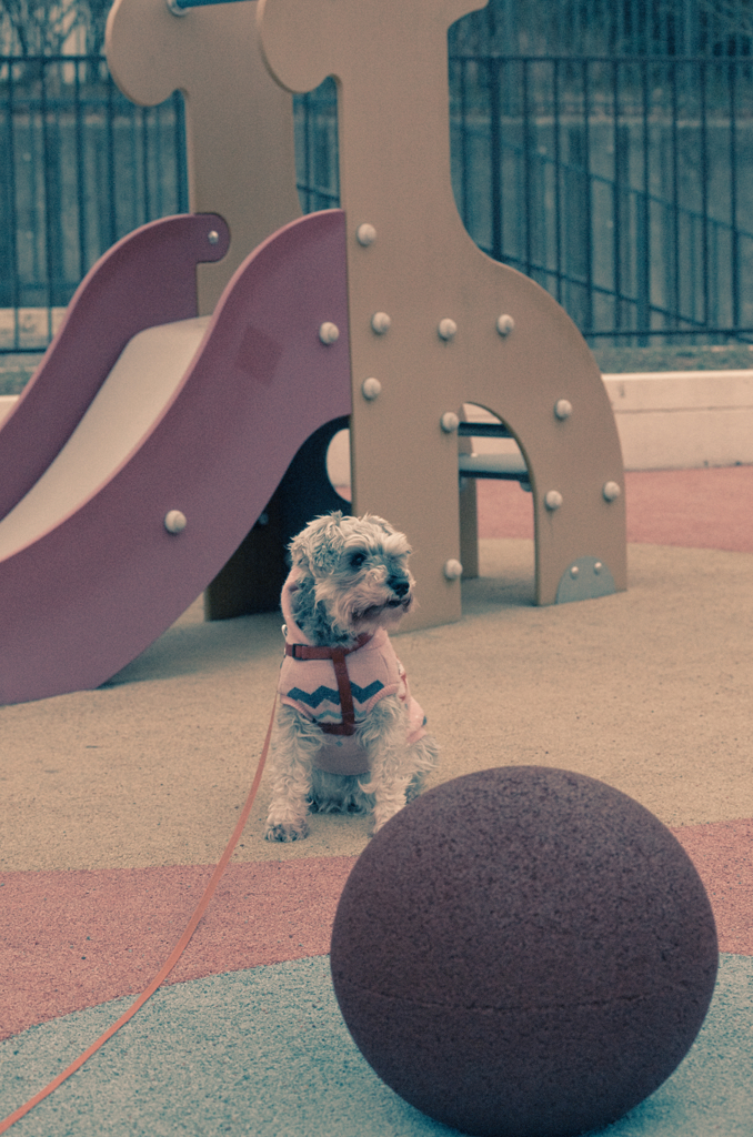 my pretty dog # 167