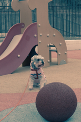my pretty dog # 167