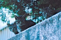 吾輩は猫である、ニャー # 541