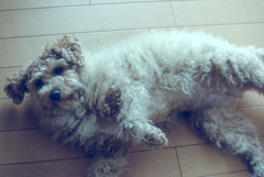 my pretty dog Ⅱ # 282