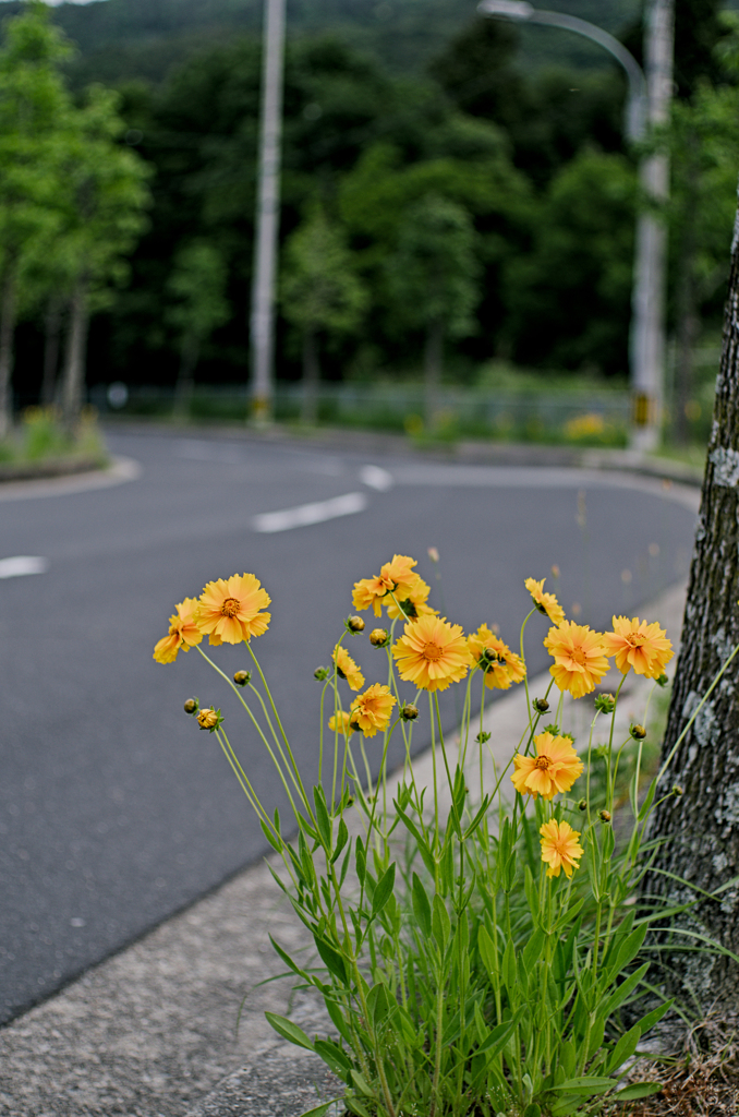 道端に咲く花