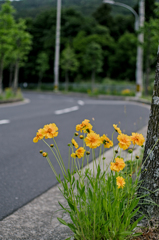 道端に咲く花