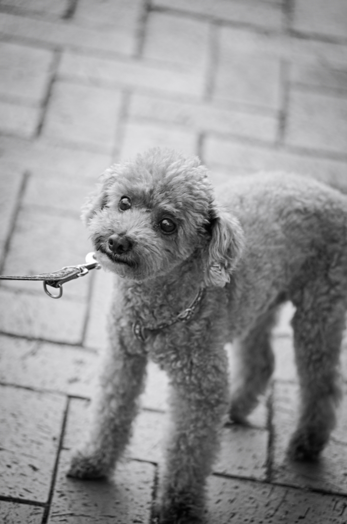 my pretty dog Ⅱ # 114
