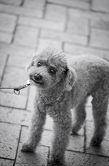 my pretty dog Ⅱ # 114