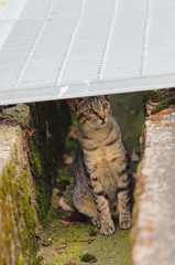 吾輩は猫である、ニャー # 398